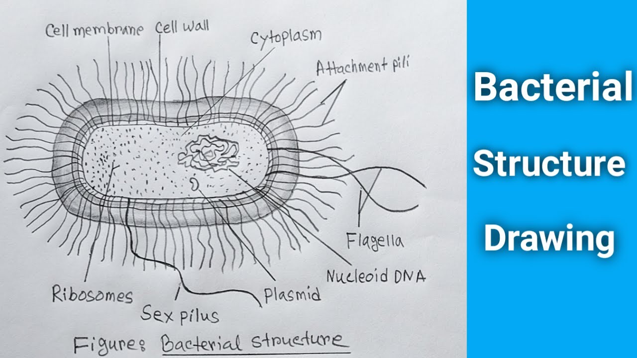 What Are Ribosomes? Learn To Draw Now
