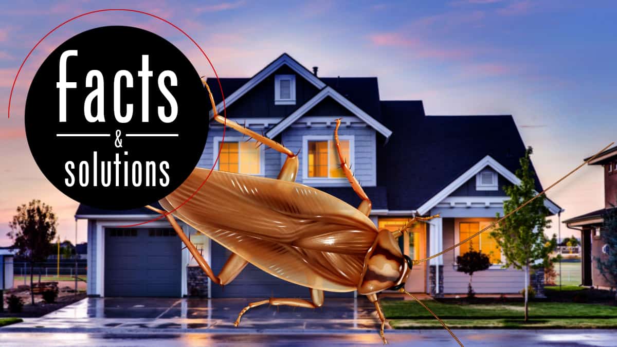 What Attracts Roaches? Effective Repellent Solutions
