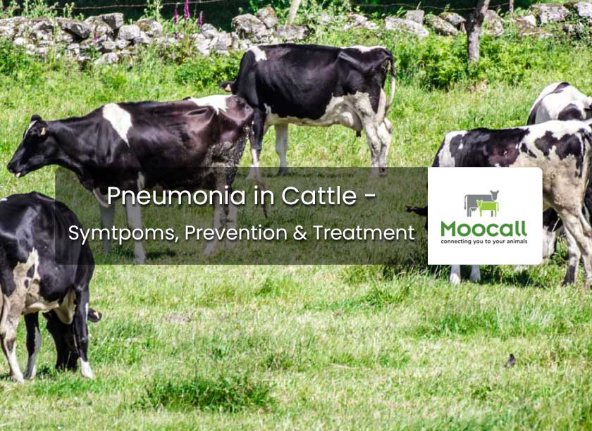 What Causes Black Leg In Cattle? Prevention Tips