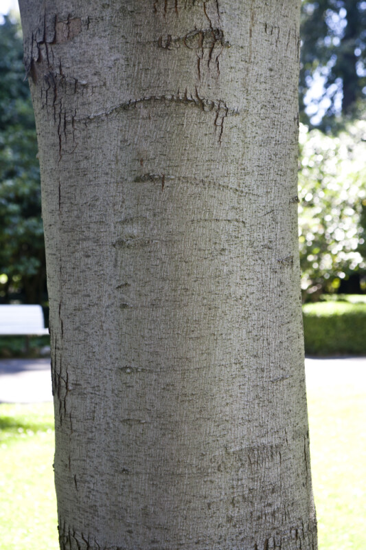 What Causes Maple Smooth Bark? Treatment Options