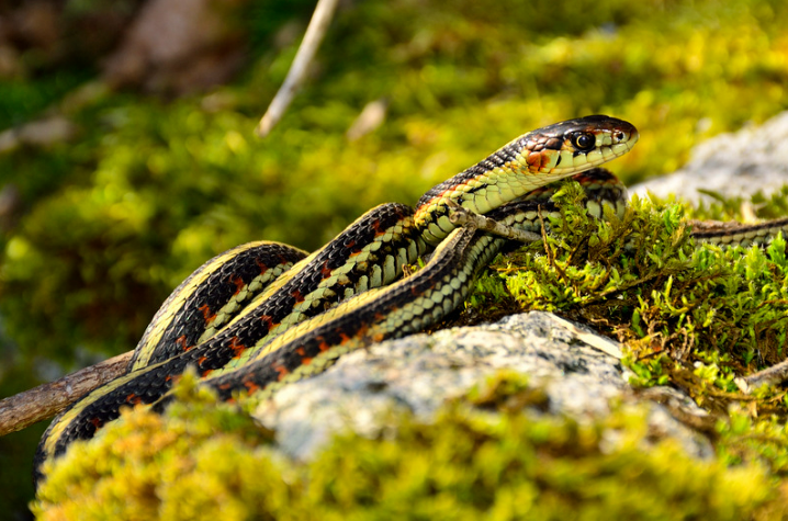 What Deters Snakes? Effective Repellent Solutions