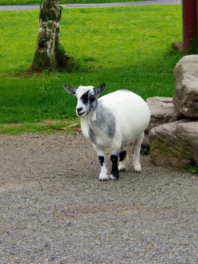 What Do Pygmy Goats Cost? Budgeting Guide