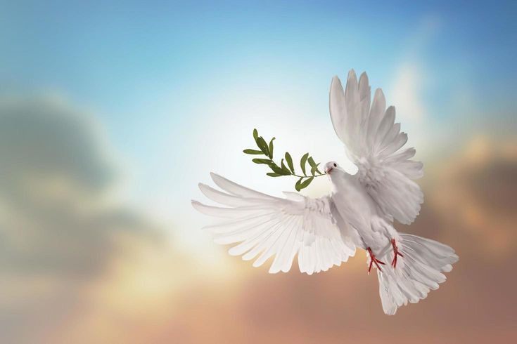 What Does Dove Carrying Olive Branch Tattoo Mean? Symbolism Explained