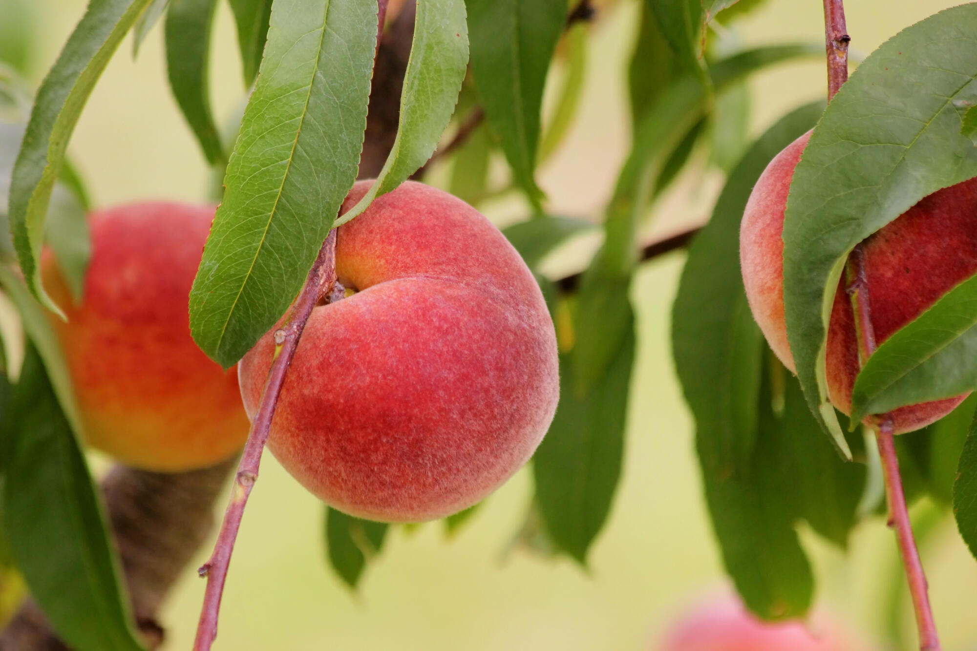 What Fertilizer Is Best For Peach Trees? Boost Yield