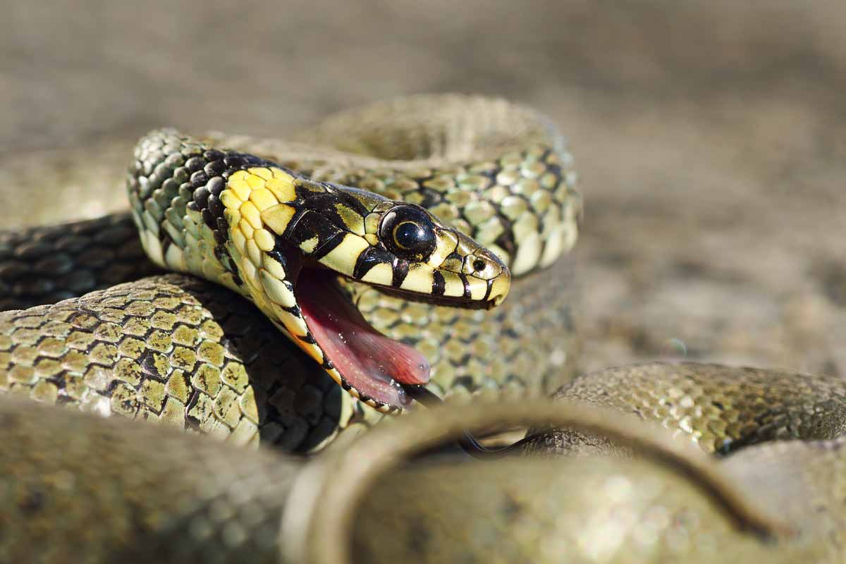 What Is A Good Snake Deterrent