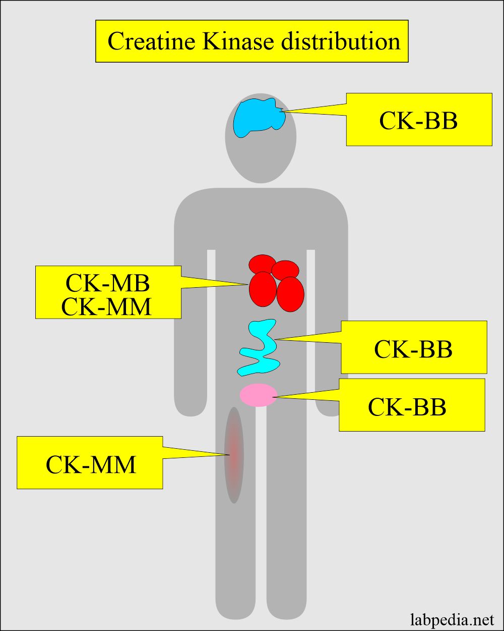 What Is A Normal Creatine Kinase Level