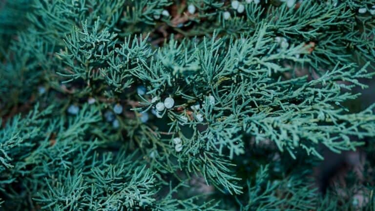 What Is Blue Arrow Juniper Care? Easy Tips