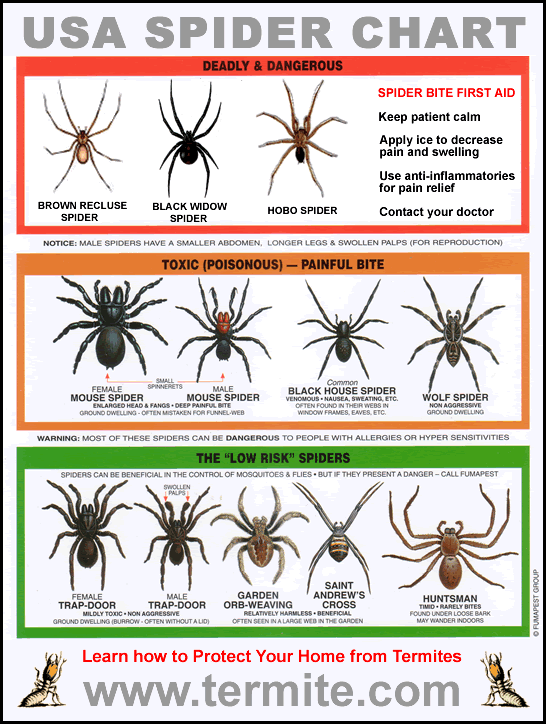 What Is Brown Spider In Pa? Identification Guide
