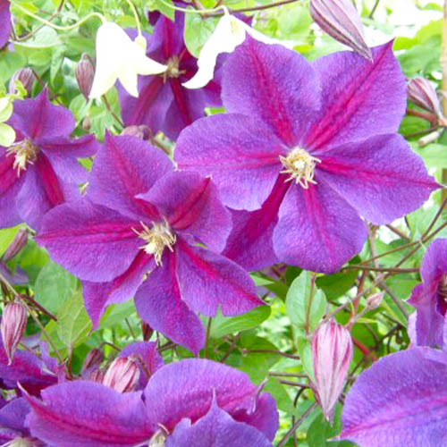 What Is Clematis Star Of India? Easy Care Tips