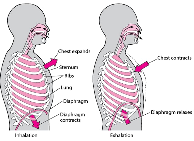 What Is Diaphragm's Role? Breathing Solution What Is Diaphragm's Role? Breathing Solution