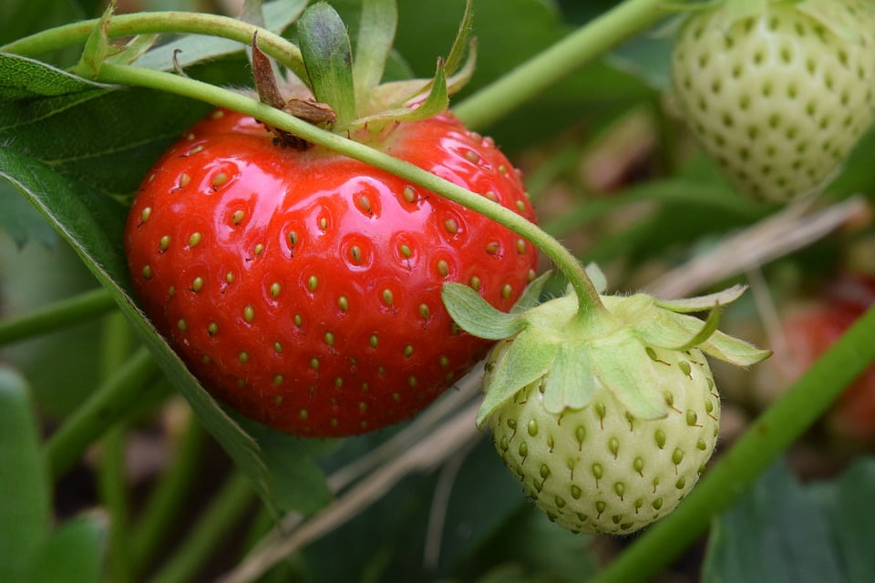 What Is Immature Fruit? A Ripe Guide