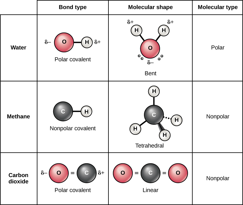 What Is Intramolecular Force? Easy Explanation