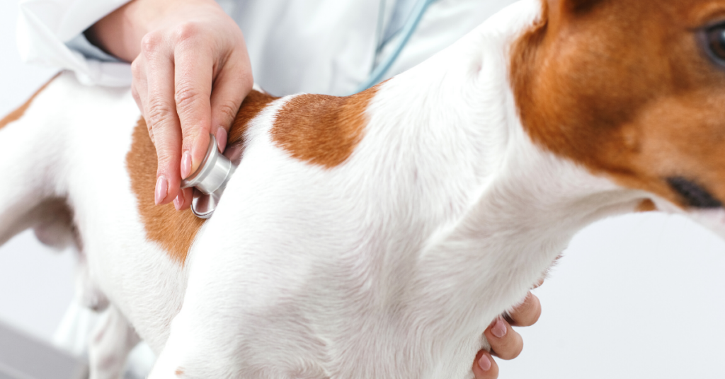 What Is Normal Dog Respiratory Rate? Find Out Now What Is Normal Dog Respiratory Rate? Find Out Now