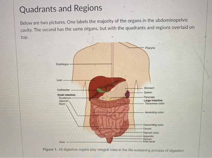 What Is Quadrant Of Pancreas? Diagnosis Guide