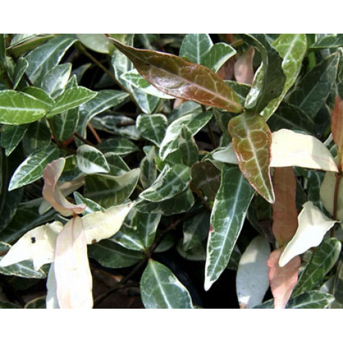 What Is Trachelospermum Jasminoides 'Variegatum'? Care Tips