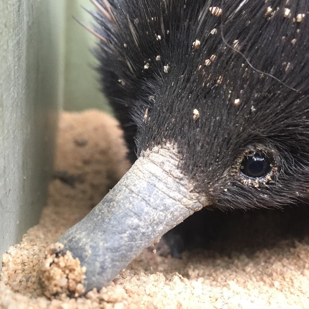 What Mammal Lays Eggs