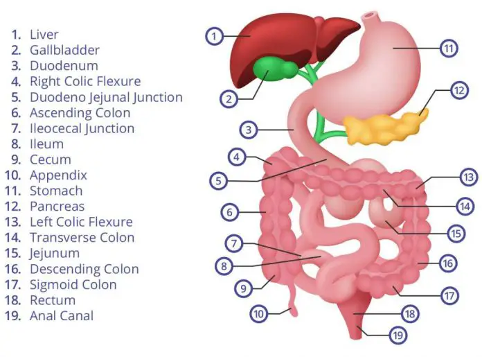 What Organs Are In Abdomen? Diagram Guide