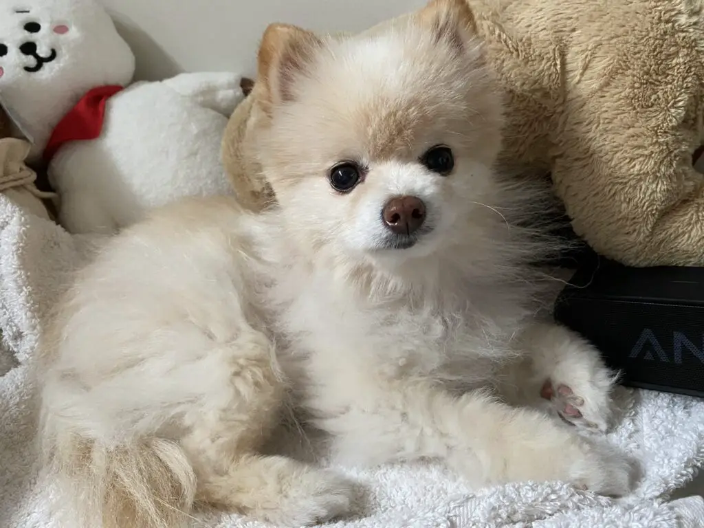 When Do Dogs Get Lymph Node Issues? Treatment Tips