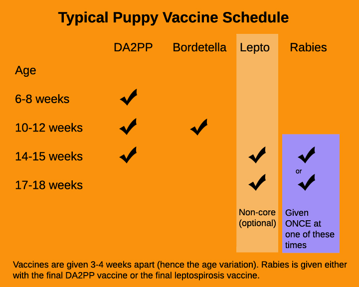 When Do Puppies Need Dental Care? Chart Your Progress