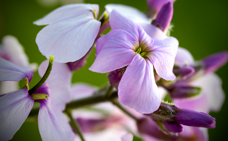 When Do Purple Flowers Bloom? Planting Guide