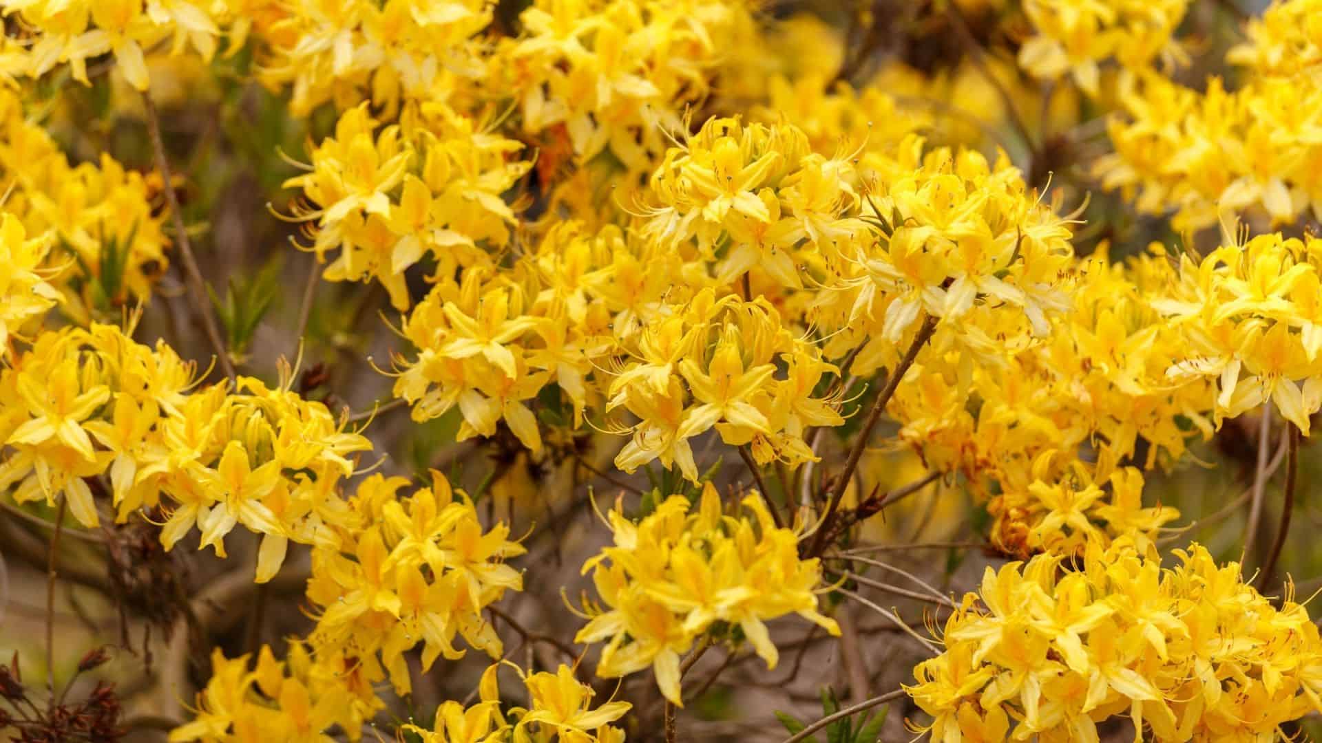 When Do Yellow Flower Spring Bushes Bloom? Planting Guide