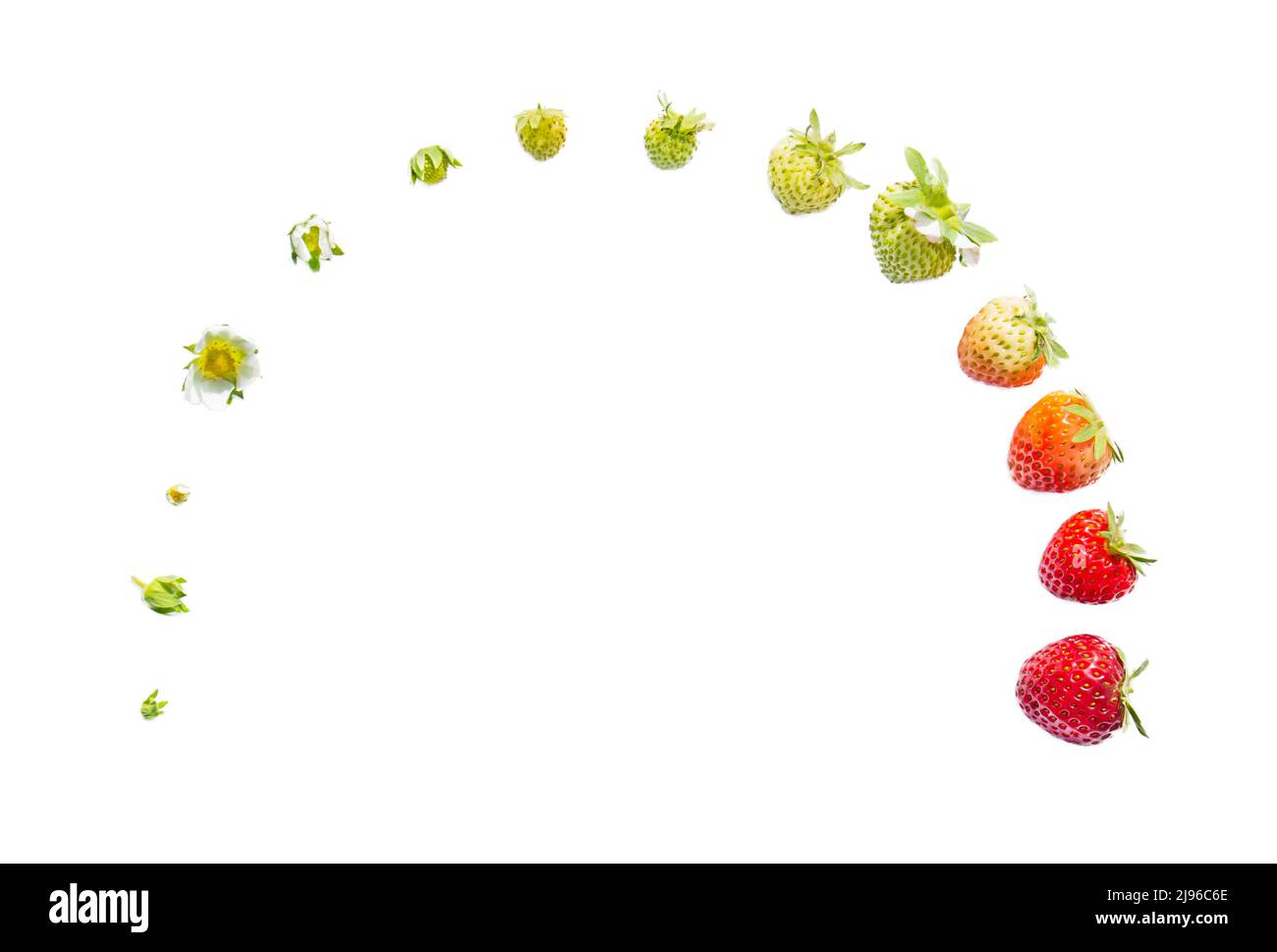 When Does Strawberry Growth Cycle Start? Seasonal Guide