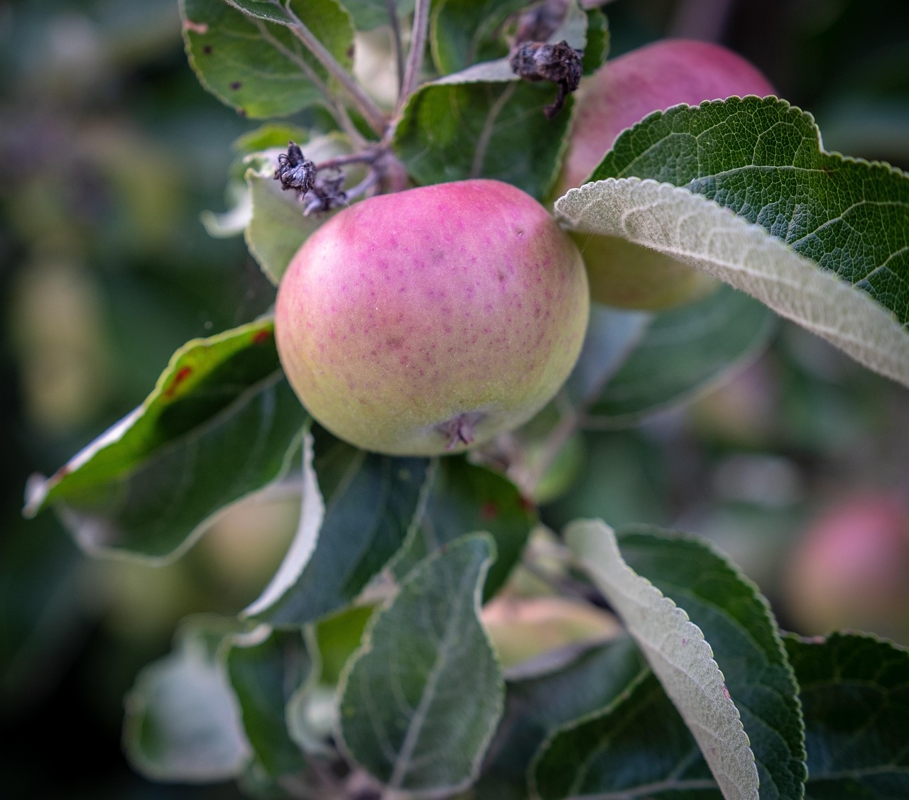 When Is Fruit Immature? Know The Signs When Is Fruit Immature? Know The Signs