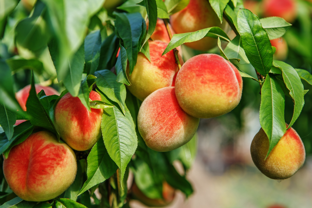 When To Apply Organic Fertilizer? Peach Tree Care Tips