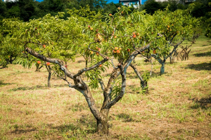 When To Fertilize Peach Trees? Expert Advice