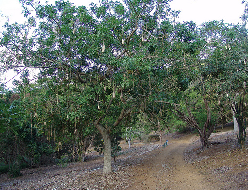When To Fertilize Pomegranate Trees