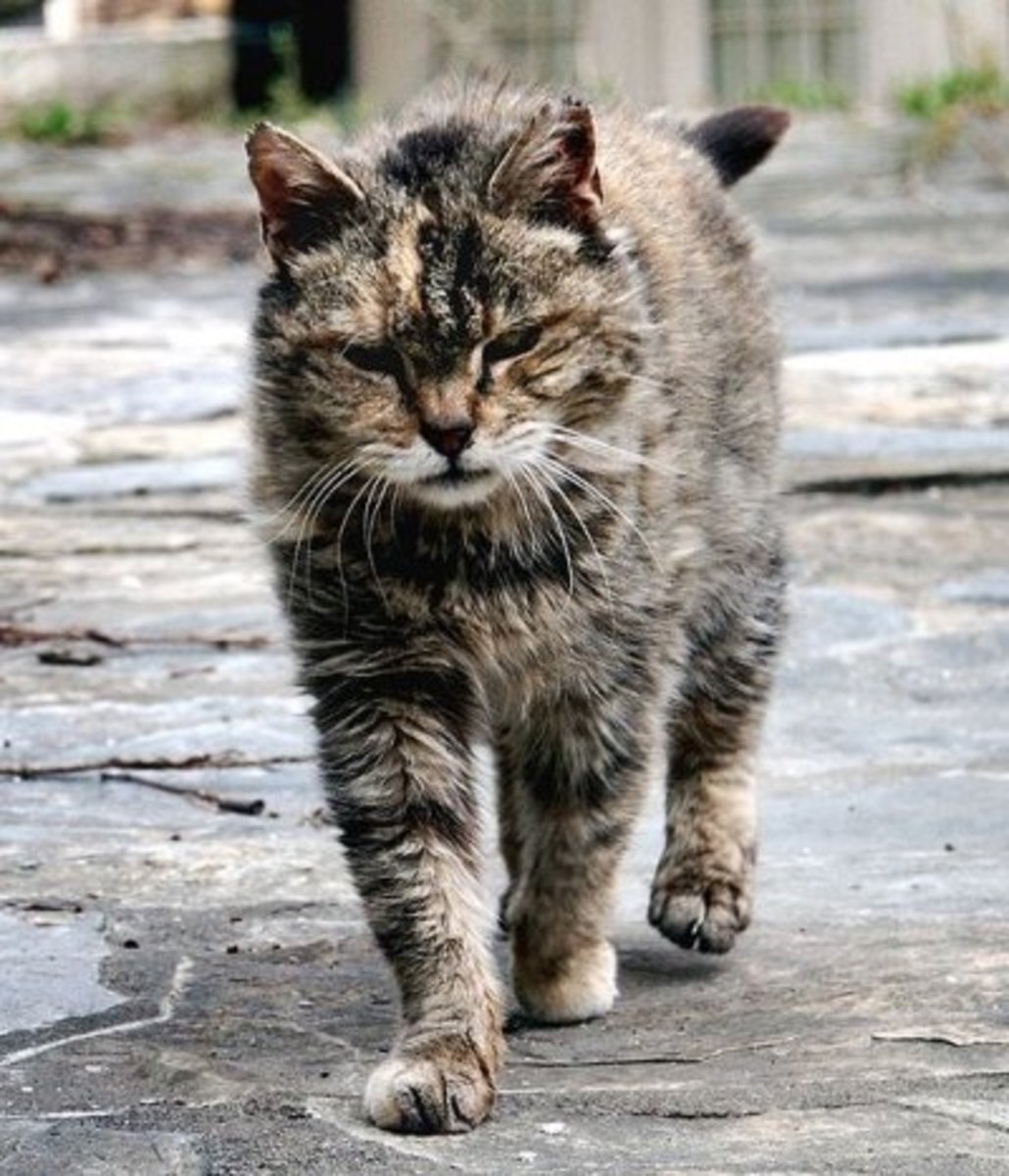 White Tabby Cat Care Essentials