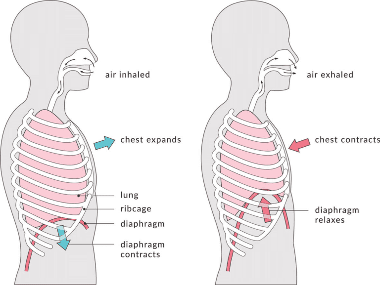Why Is Diaphragmatic Breathing Important Stay Tuned Sports Medicine Why Is Diaphragmatic Breathing Important Stay Tuned Sports Medicine