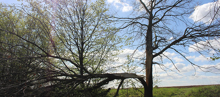 Why Maple Tree Trunk Split? Repair Guide